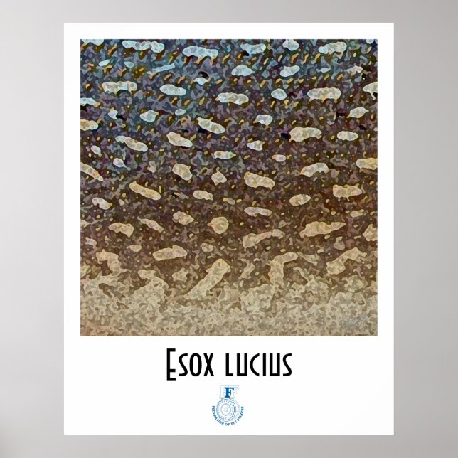 Northern Pike FFF Poster (Devant)