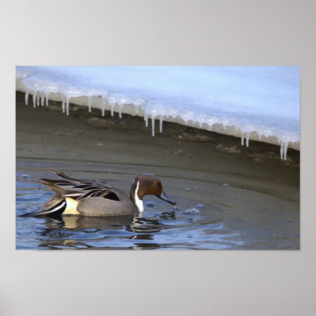 Northern Pintail Duck Photo Poster (Devant)