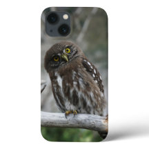 Northern Pygmy Owl iPhone 13 Coque