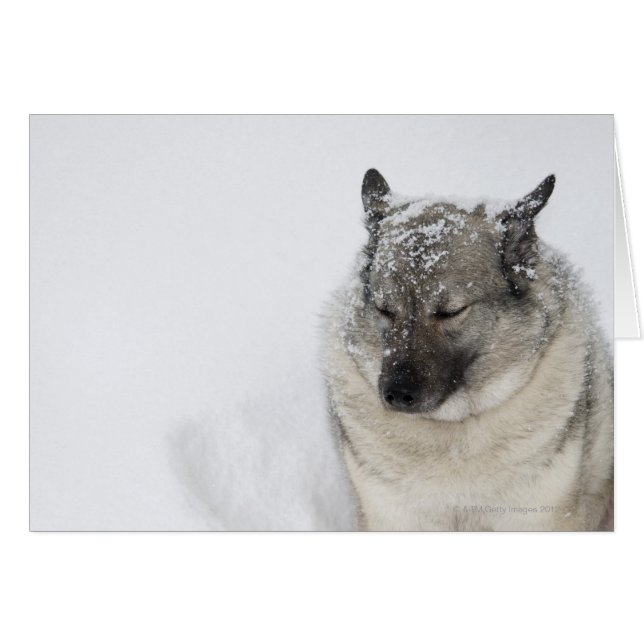 Norvégien Elkhound (Devant horizontal)