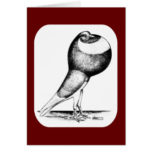 Norwich Cropper Pigeon 1980