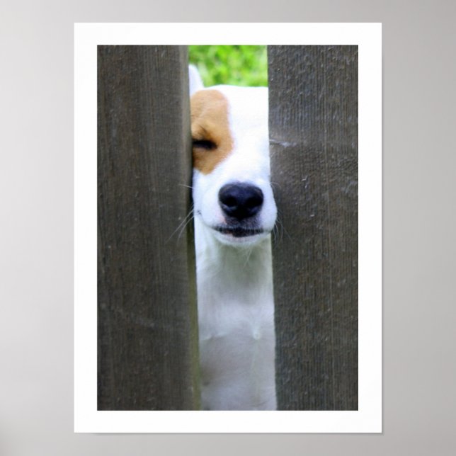 Nosy Neighbor - Poster Jack Russell Terrier (Devant)