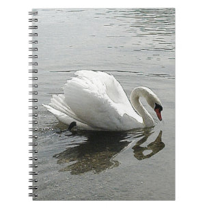 Nota livre cygne blanc, reflétant dans l'eau grise