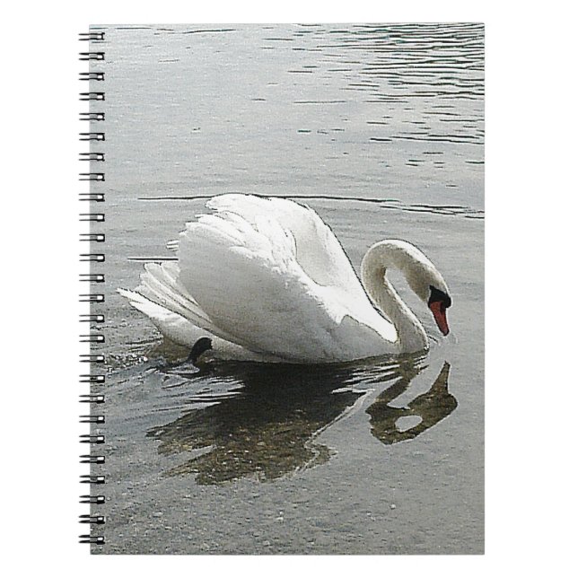 Nota livre cygne blanc, reflétant dans l'eau grise (Devant)