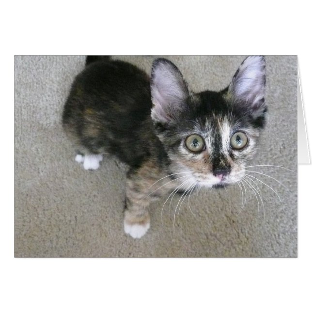 note blanche chaton goofy (Devant horizontal)