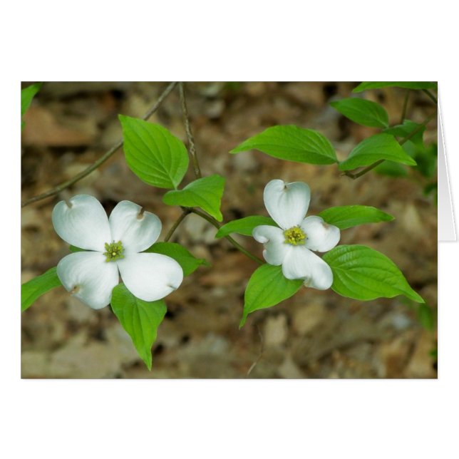 Note de Dogwood II (Devant Horizontal)