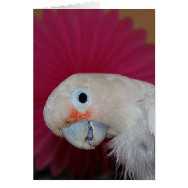 Note rose Ella (Devant)