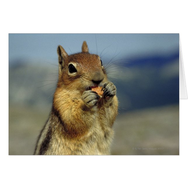 Nourriture d'écureuils (Devant horizontal)