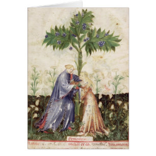 Nouv Acq LatFennel, de 'Tacuinum Sanitatis