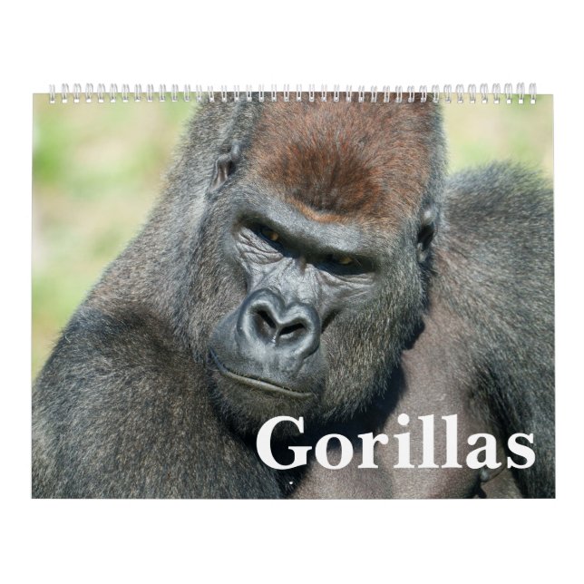 NOUVEAU Calendrier Gorilla 2026 (Protection)