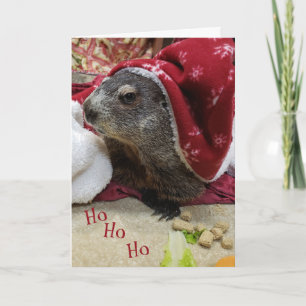 NOUVEAU ! ! ! Carte de Noël de la marmotte B