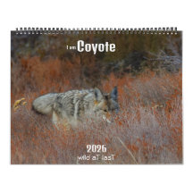 Nouveau ! 'Je suis Coyote' calendrier 2026