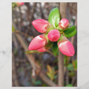 nouveaux bourgeons rouges