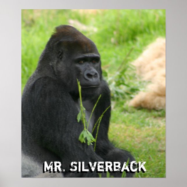 Nouvelle affiche (Devant)