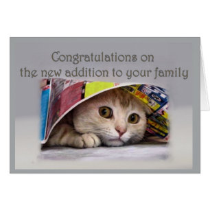 Nouvelle ajout de chats à la famille