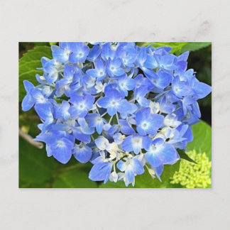 Nouvelle carte postale Bloom Hydrangea