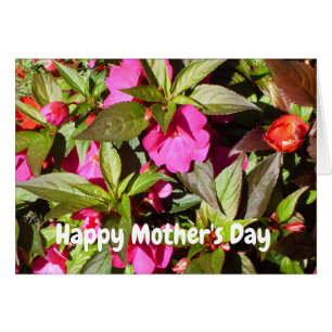 Nouvelle-Guinée Rose Busy Lizzie Fête des Mères