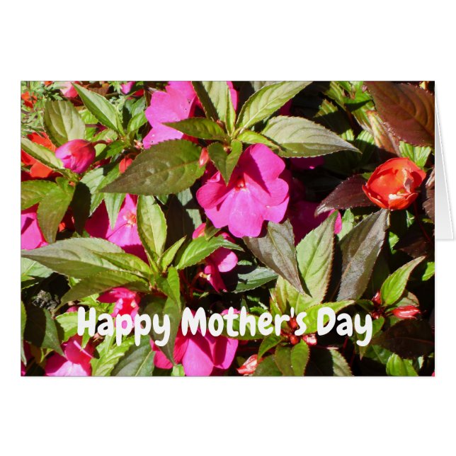 Nouvelle-Guinée Rose Busy Lizzie Fête des Mères (Devant horizontal)