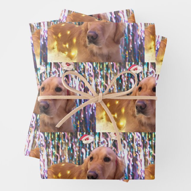 Nova the Golden Retriever - Feuilles de papier à e (En situation)