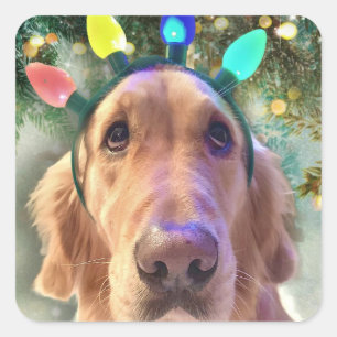 Nova the Golden Retriever - Stickers de Noël