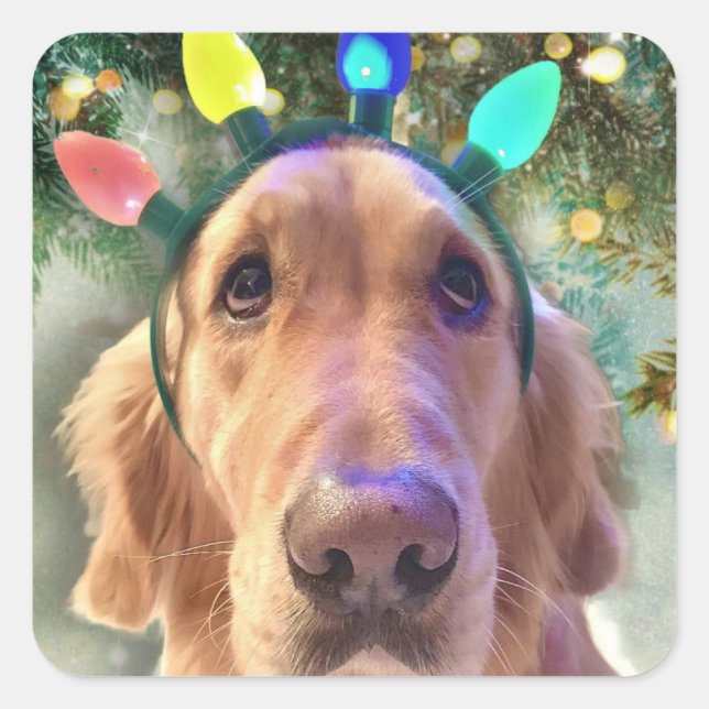 Nova the Golden Retriever - Stickers Noël (Devant)