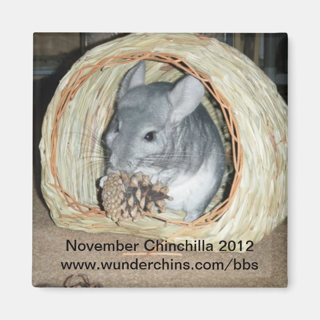 novembre chinchilla 2012 aimant (Devant)