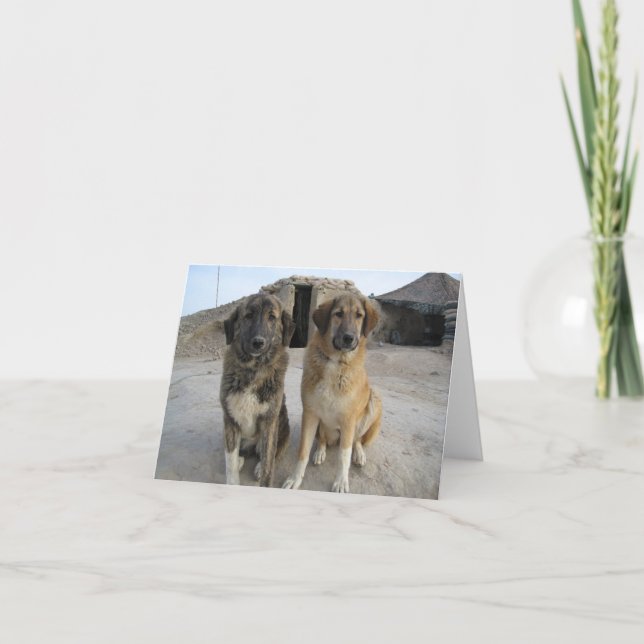 Nowzad poursuit le carte pour notes (Devant)