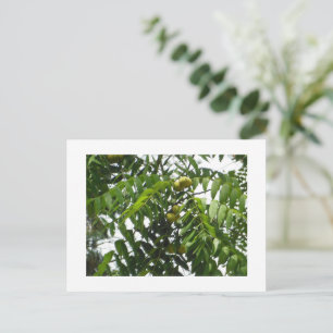 Noyer noir dans les cartes postales Husk