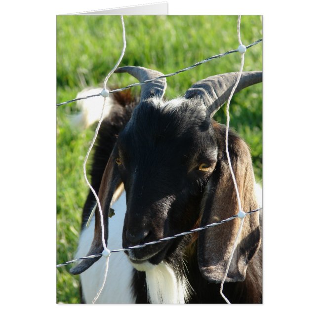 Nubian Billy Goat (Devant)