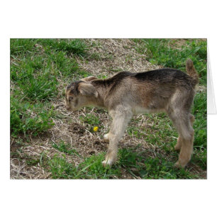 Nubian Billy Kid à un jour