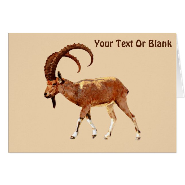 Nubian Ibex - Ein Gedi (Devant horizontal)