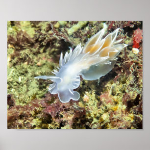 Nudibranche d'albâtre - Impression d'art fine