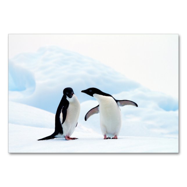 Numéro De Table Adelie Penguins (Dos)