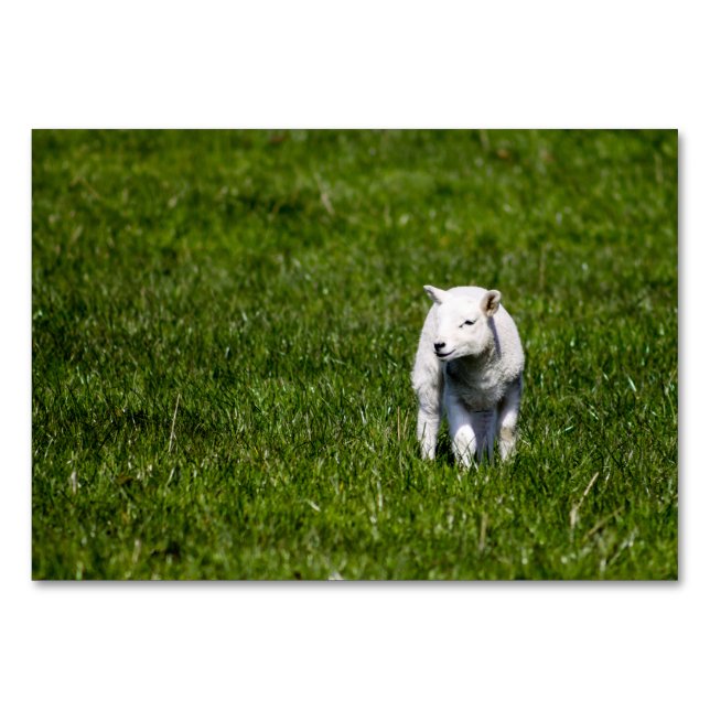 Numéro De Table Agneau de bébé (Devant)