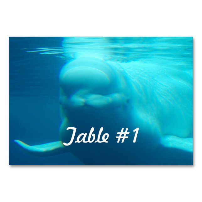 Numéro De Table Baleine de Beluga sous-marine (Devant)