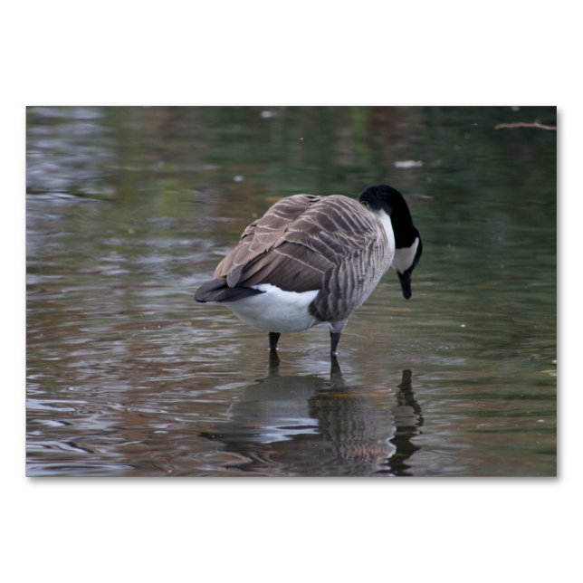 Numéro De Table Canada Goose (Devant)