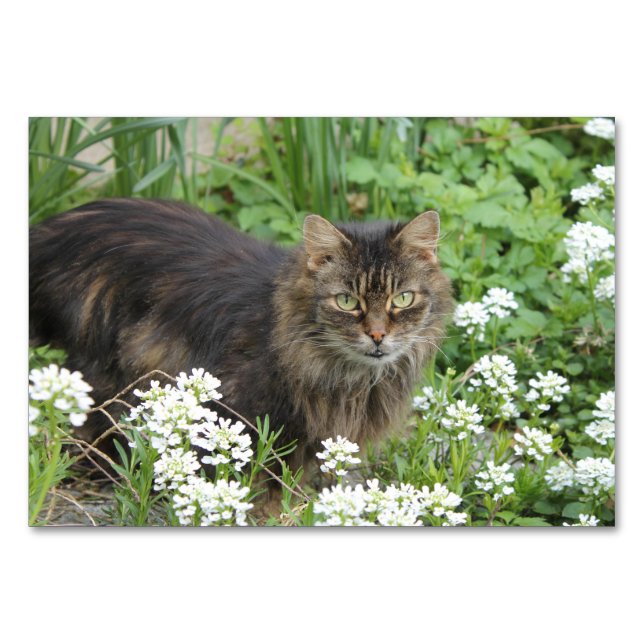 Numéro De Table Chat domestique à longue aile (Devant)