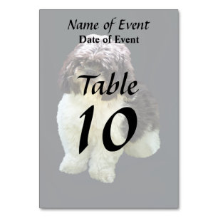 Numéro De Table Chiots Shih Tzu Adorables