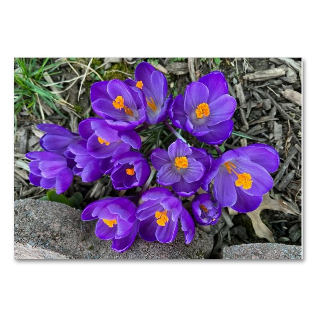 Numéro De Table Crocus fleurs florales personnalisées lecture flas (Devant)