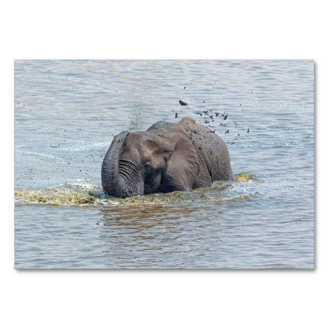 Numéro De Table éléphant de bain (Dos)