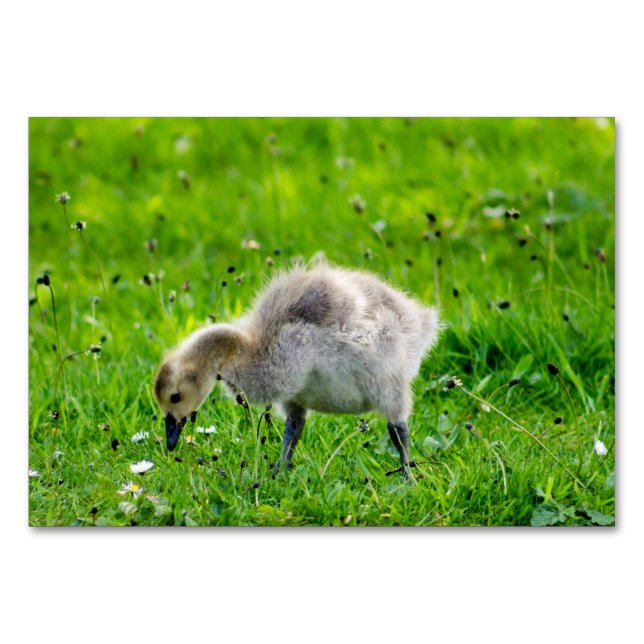 Numéro De Table Goose Gosling Canada (Devant)