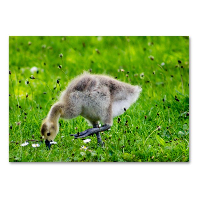 Numéro De Table Goose Gosling Canada (Devant)