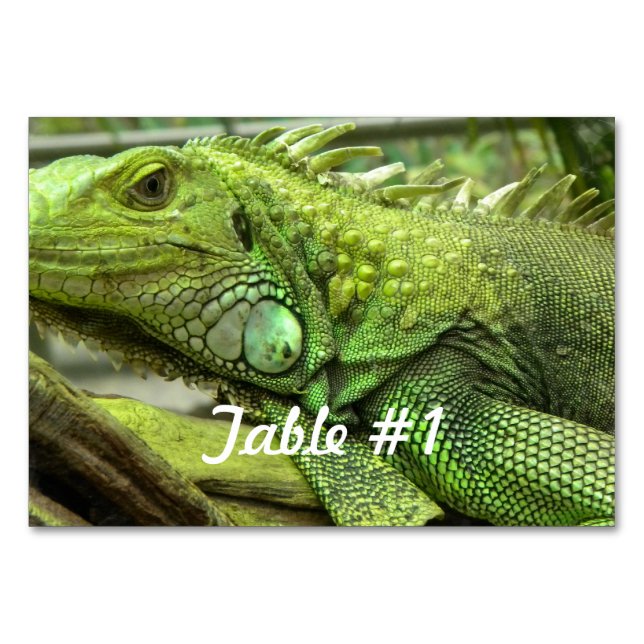 Numéro De Table Iguanas et lézards (Devant)