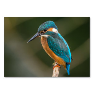 Numéro De Table Kingfisher