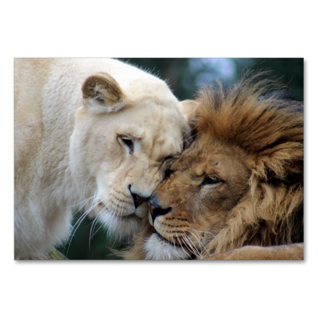 Numéro De Table Lion et Lion (Devant)