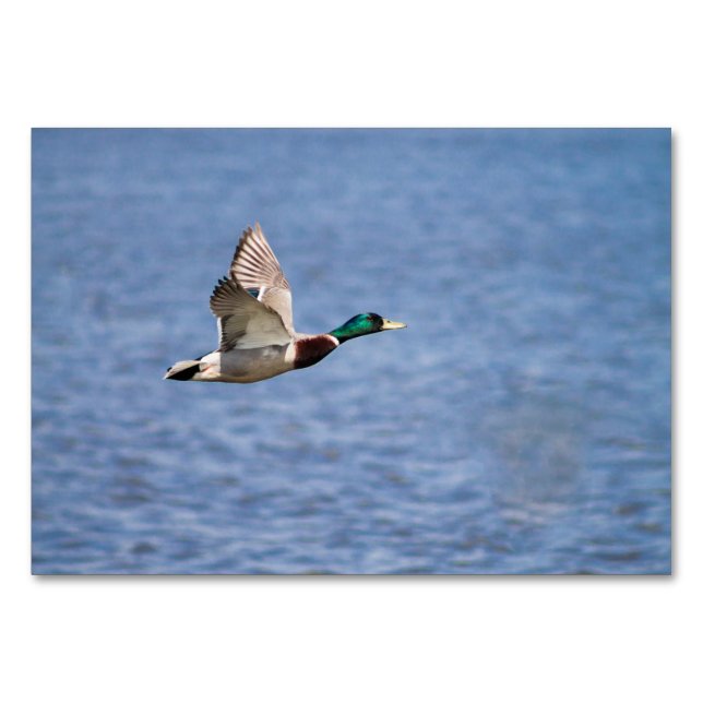 Numéro De Table Mallard Duck (Devant)
