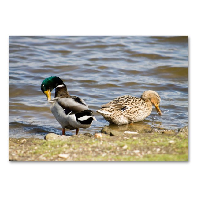 Numéro De Table Mallard Duck couple (Devant)