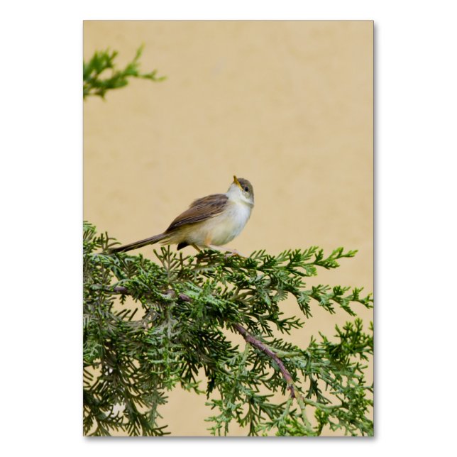 Numéro De Table Moineau  (Par défaut)