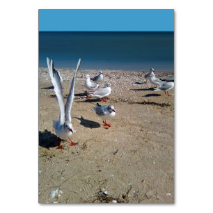 Numéro De Table Mouettes sur le rivage de la mer d'Azov