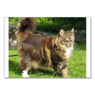 Numéro De Table norwegian forest cat full.png